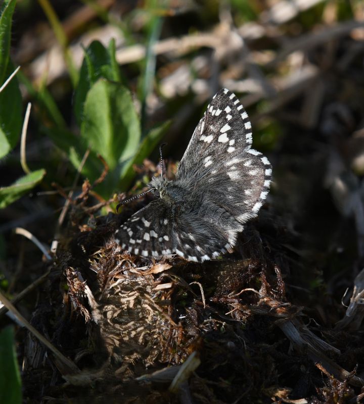Alpine Checkered Skipper: Pyrgus centaureae