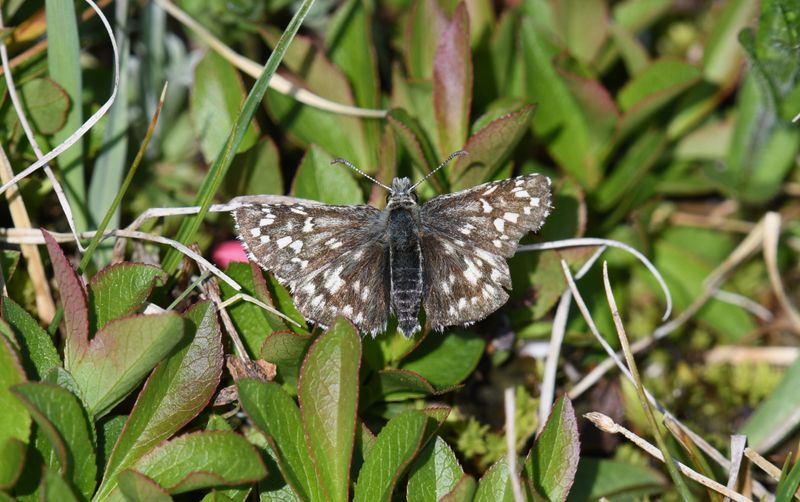 Alpine Checkered Skipper: Pyrgus centaureae