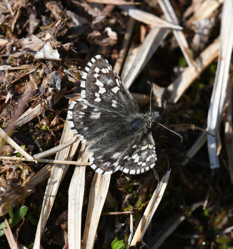 Alpine Checkered Skipper: Pyrgus centaureae