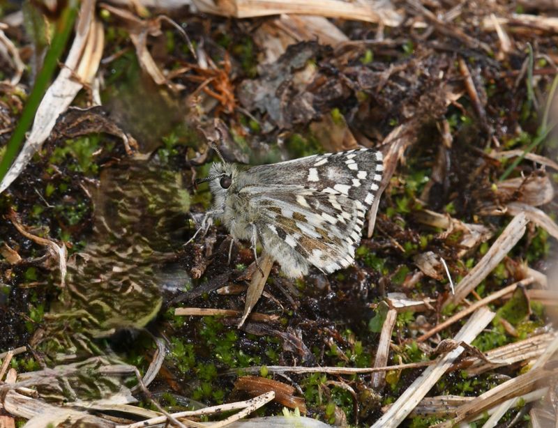 Alpine Checkered Skipper: Pyrgus centaureae