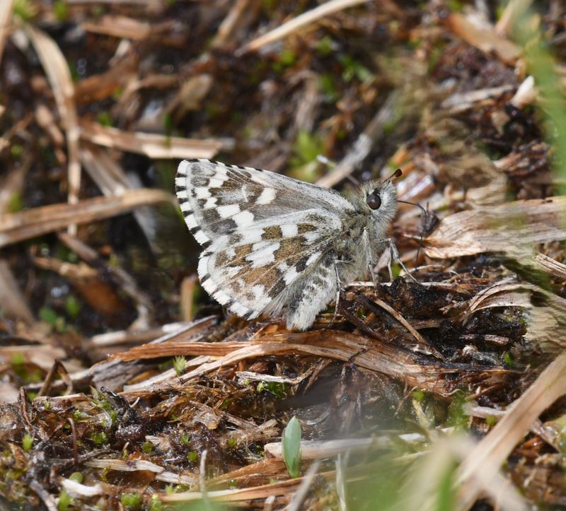 Alpine Checkered Skipper: Pyrgus centaureae