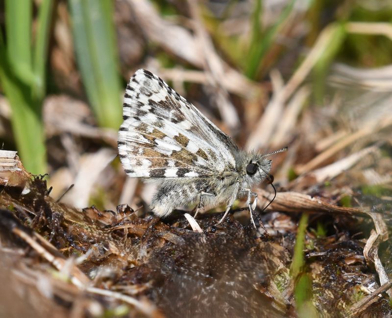 Alpine Checkered Skipper: Pyrgus centaureae