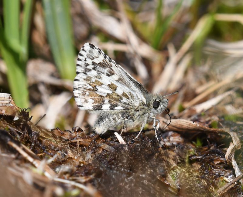 Alpine Checkered Skipper: Pyrgus centaureae