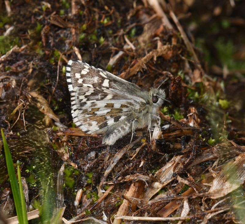 Alpine Checkered Skipper: Pyrgus centaureae