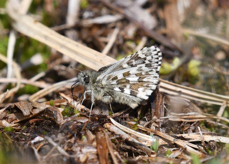 Alpine Checkered Skipper: Pyrgus centaureae