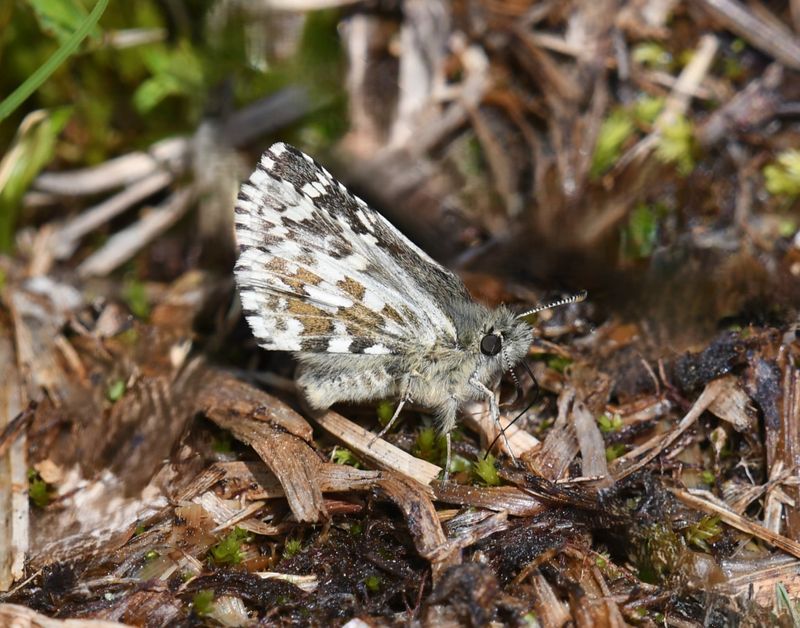 Alpine Checkered Skipper: Pyrgus centaureae