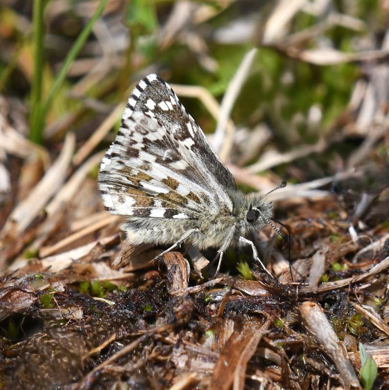 Alpine Checkered Skipper: Pyrgus centaureae