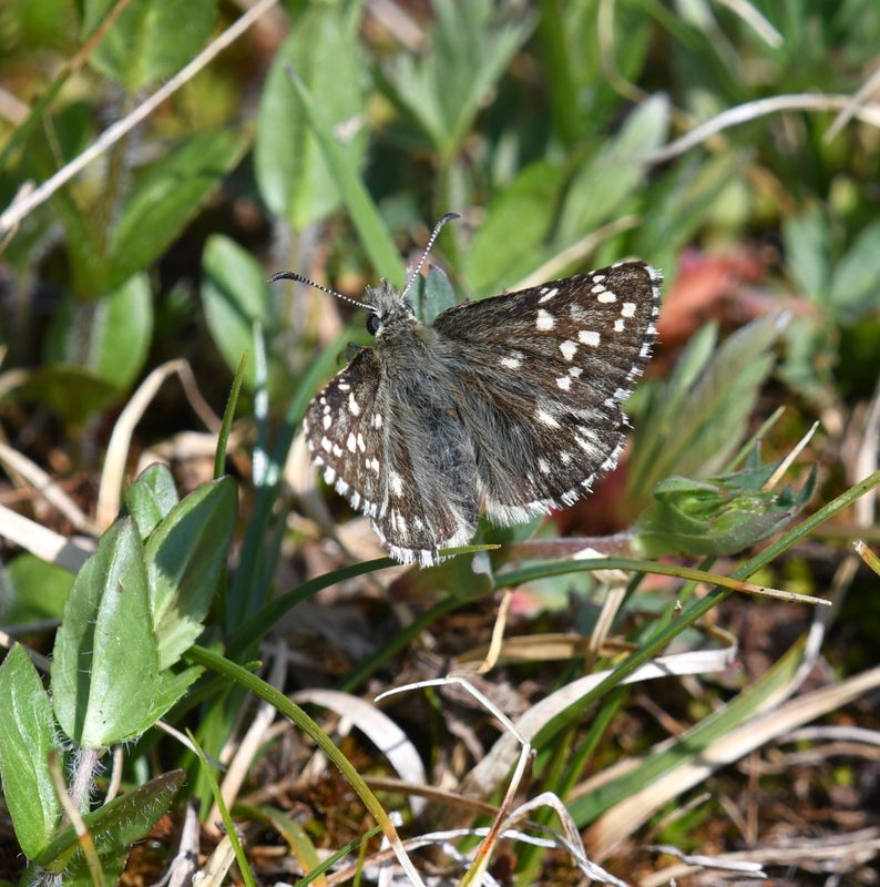Alpine Checkered Skipper: Pyrgus centaureae