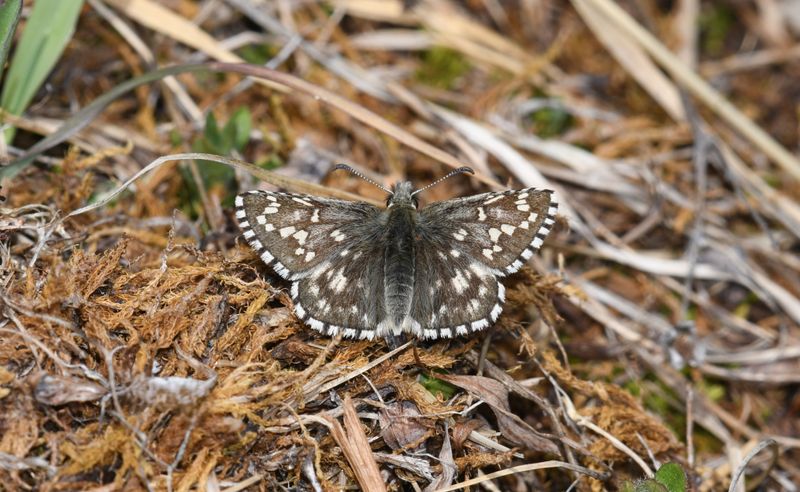 Alpine Checkered Skipper: Pyrgus centaureae
