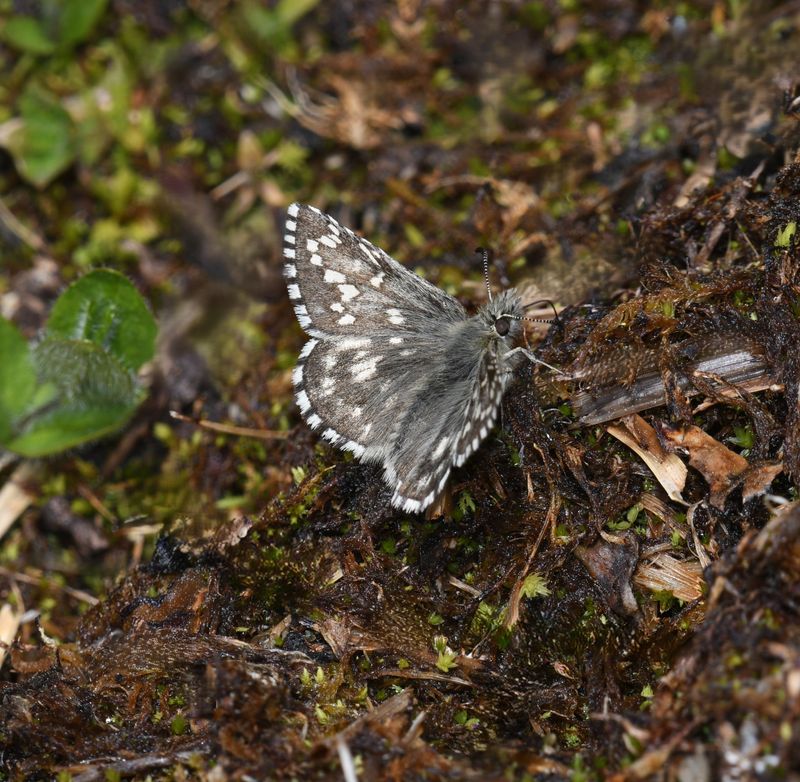 Alpine Checkered Skipper: Pyrgus centaureae