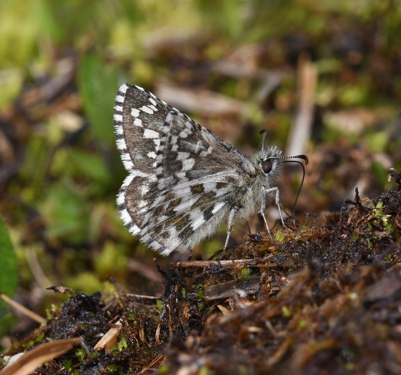 Alpine Checkered Skipper: Pyrgus centaureae