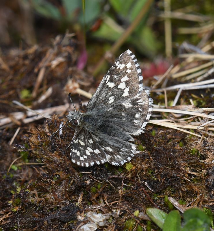 Alpine Checkered Skipper: Pyrgus centaureae