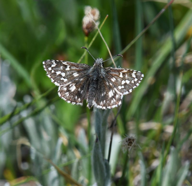Alpine Checkered Skipper: Pyrgus centaureae