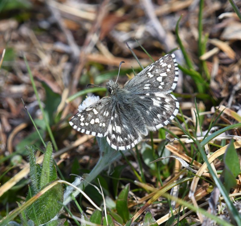 Alpine Checkered Skipper: Pyrgus centaureae