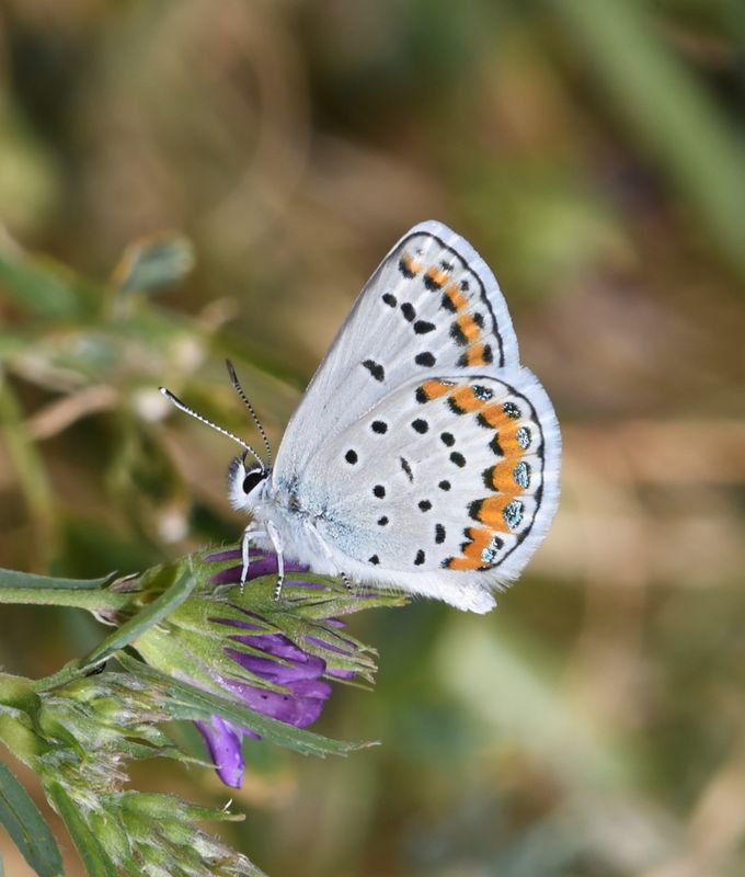 Melissa's Blue: Plebejus melissa