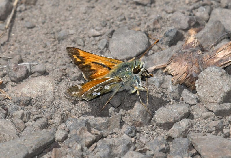 Juba Skipper: Hesperia juba