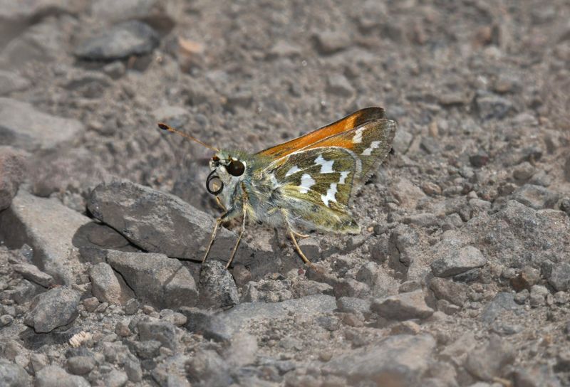 Juba Skipper: Hesperia juba