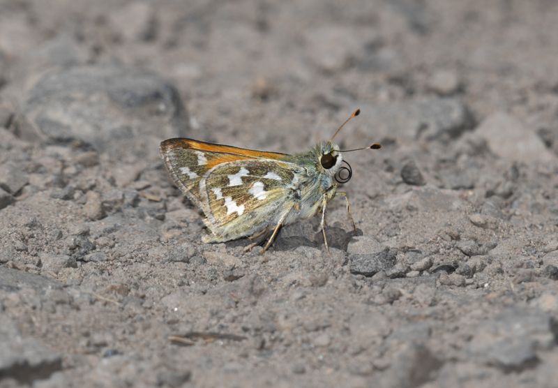 Juba Skipper: Hesperia juba