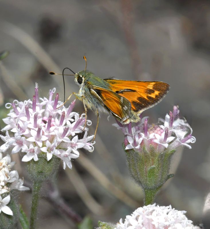 Juba Skipper: Hesperia juba