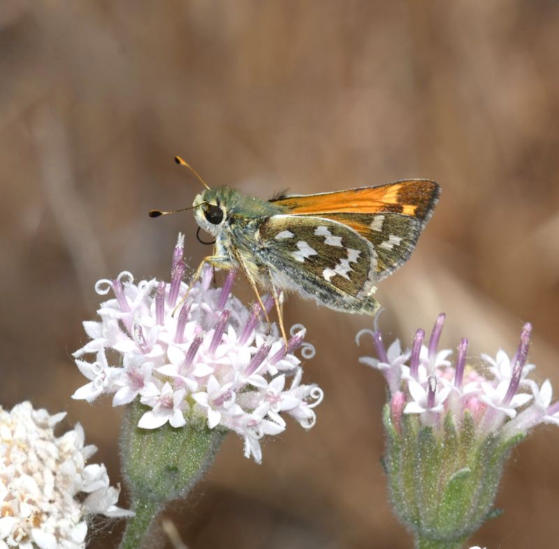 Juba Skipper: Hesperia juba