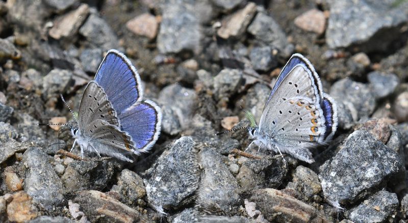 Blue, Anna's