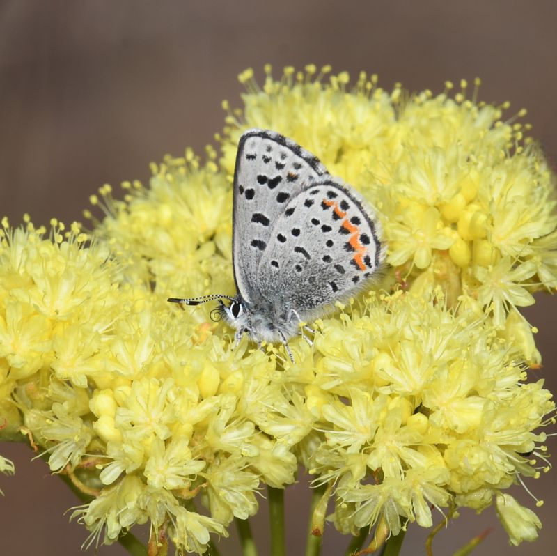 Columbia Blue: Euphilotes columbiae