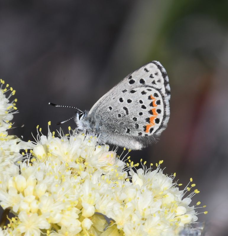 Columbia Blue: Euphilotes columbiae