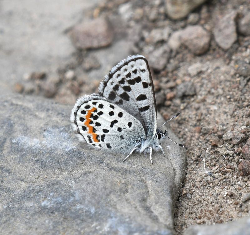 Cascadia Blue: Euphilotes heracleoides