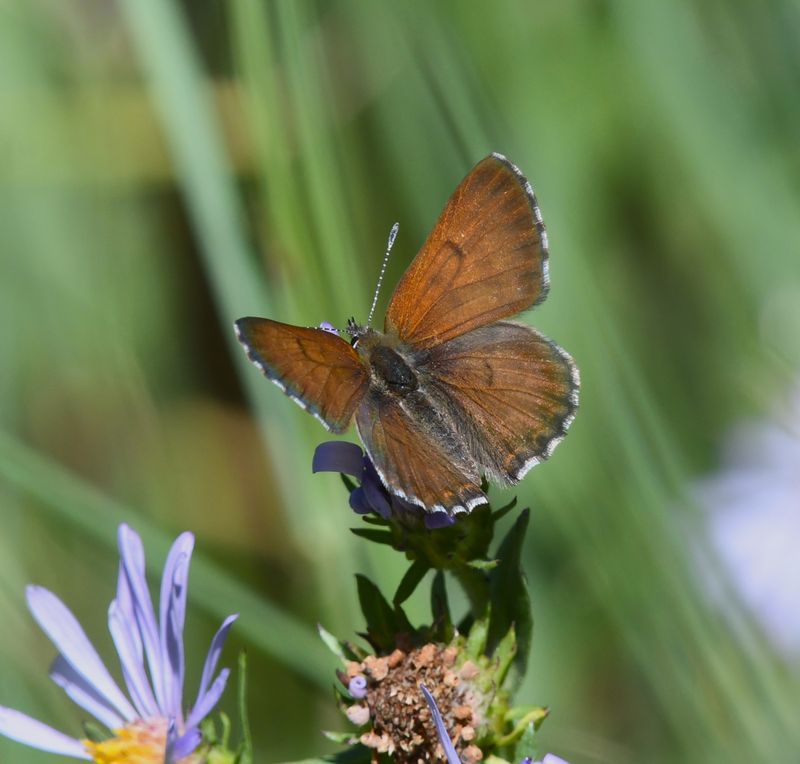 Copper, Mariposa