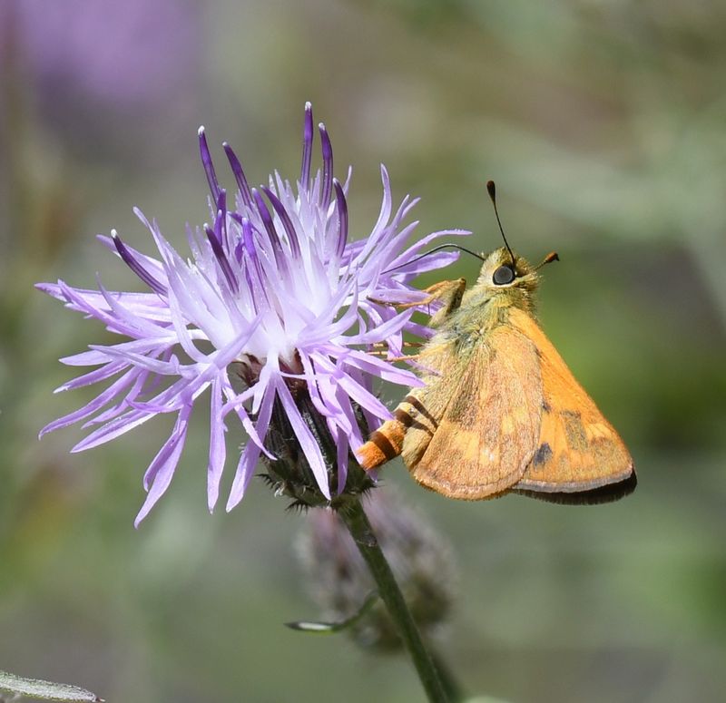 Woodland Skipper: Ochlodes sylvanoides