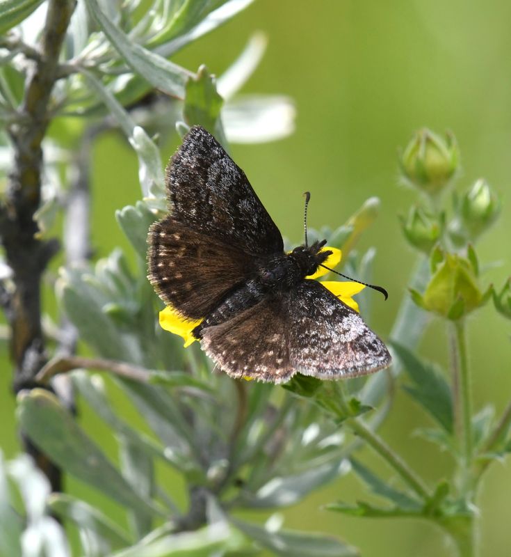 Dreamy Duskywing: Erynnis icelus