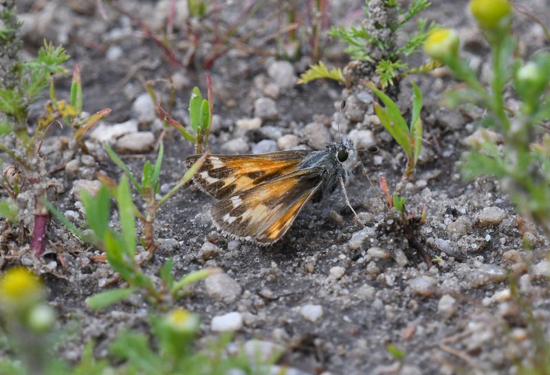 Juba Skipper: Hesperia juba