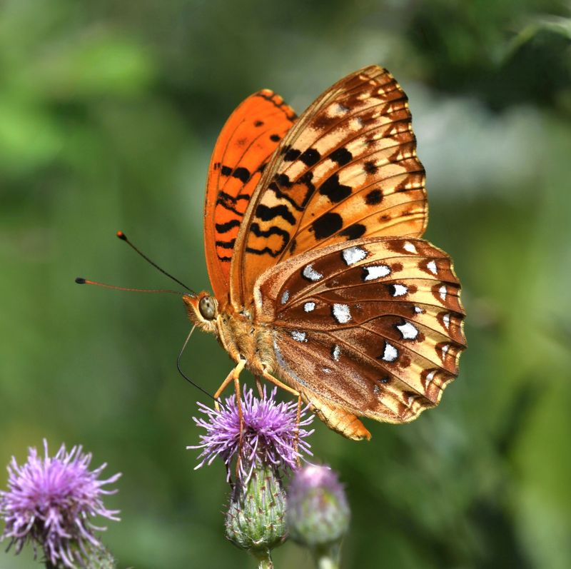 Great Spangled Fritillary: Speyeria cybele