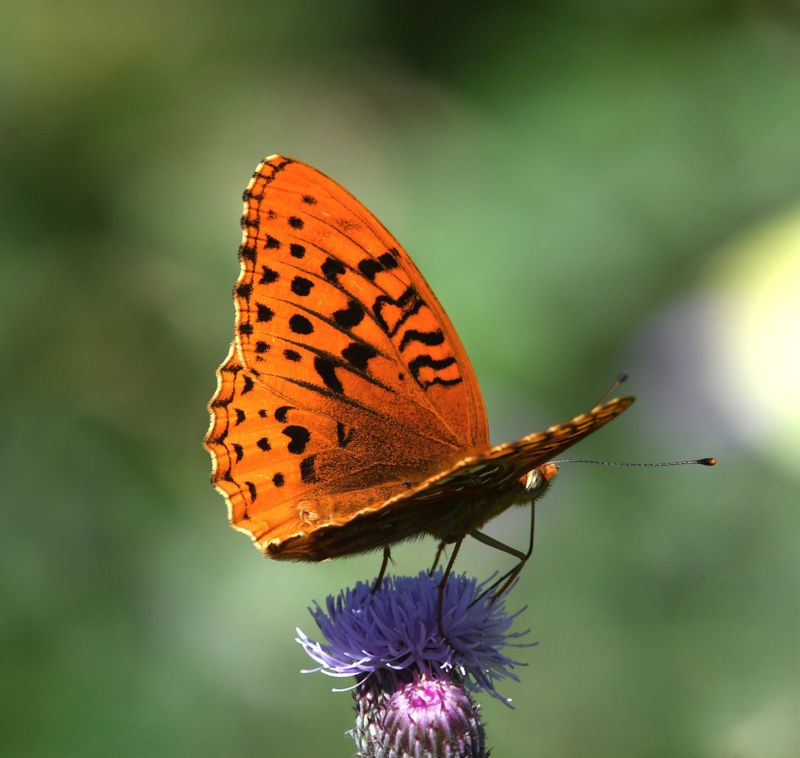 Great Spangled Fritillary: Speyeria cybele