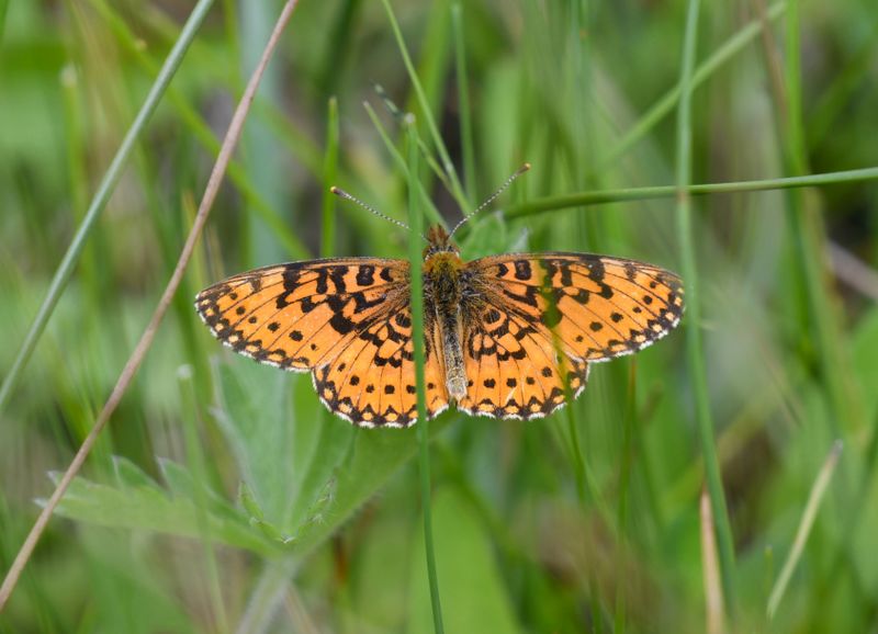 Silver-bordered Fritillary: Boloria myrina