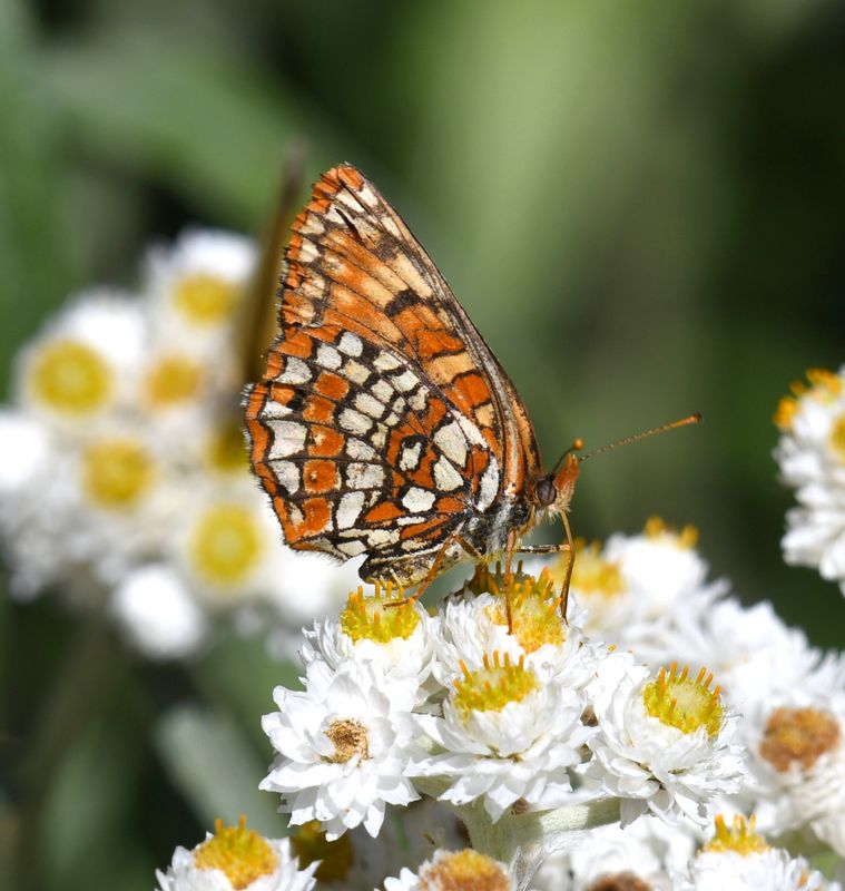 Hoffmann's Checkerspot: Chlosyne hoffmanni