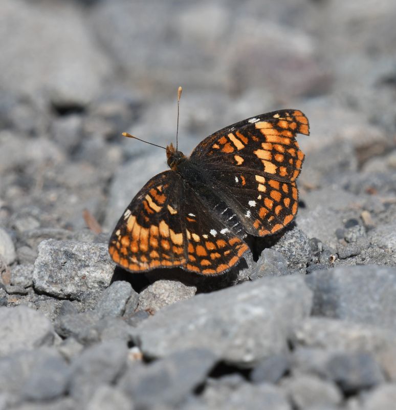 Hoffmann's Checkerspot: Chlosyne hoffmanni