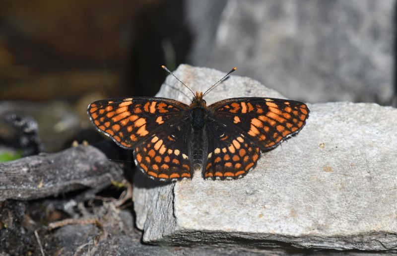Hoffmann's Checkerspot: Chlosyne hoffmanni