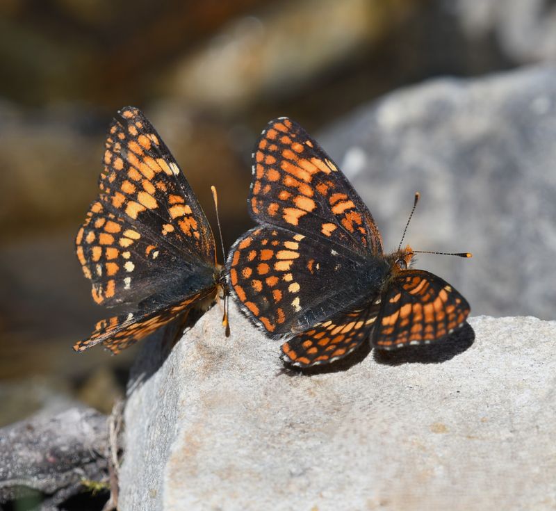 Hoffmann's Checkerspot: Chlosyne hoffmanni