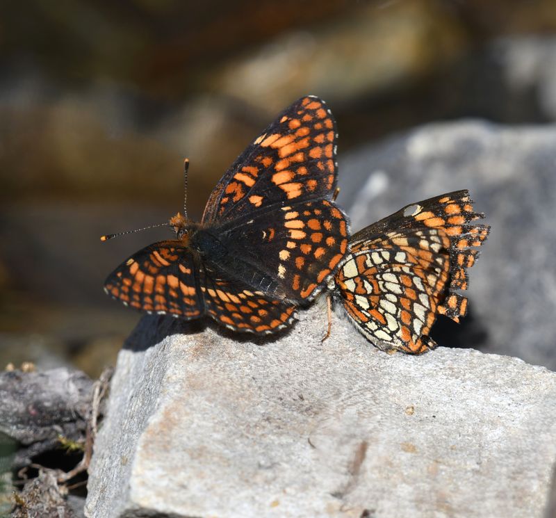 Hoffmann's Checkerspot: Chlosyne hoffmanni