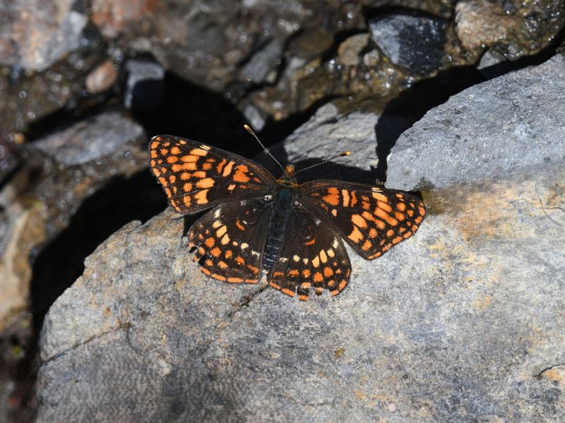 Hoffmann's Checkerspot: Chlosyne hoffmanni