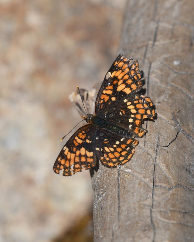 Hoffmann's Checkerspot: Chlosyne hoffmanni