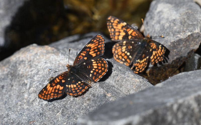 Hoffmann's Checkerspot: Chlosyne hoffmanni