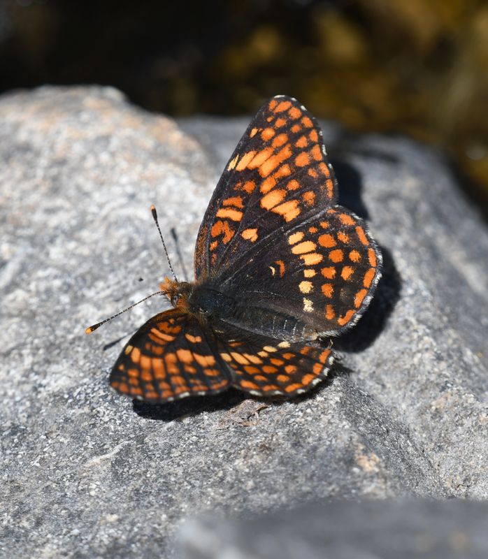Hoffmann's Checkerspot: Chlosyne hoffmanni