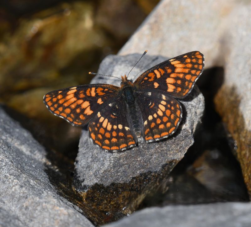 Hoffmann's Checkerspot: Chlosyne hoffmanni