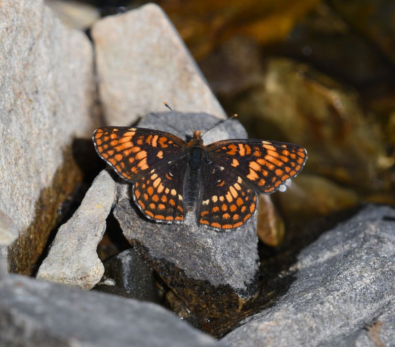 Hoffmann's Checkerspot: Chlosyne hoffmanni