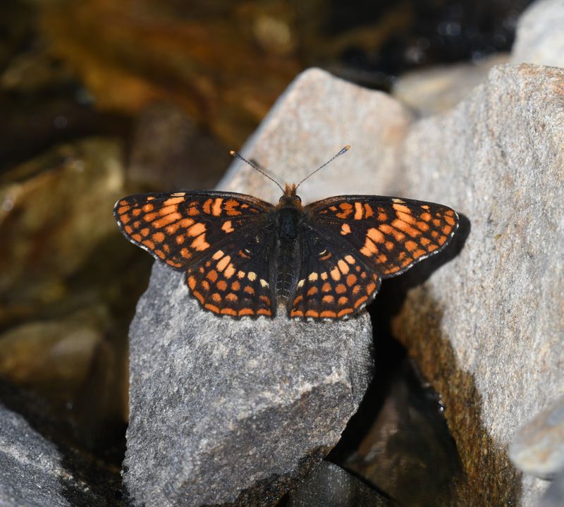 Hoffmann's Checkerspot: Chlosyne hoffmanni
