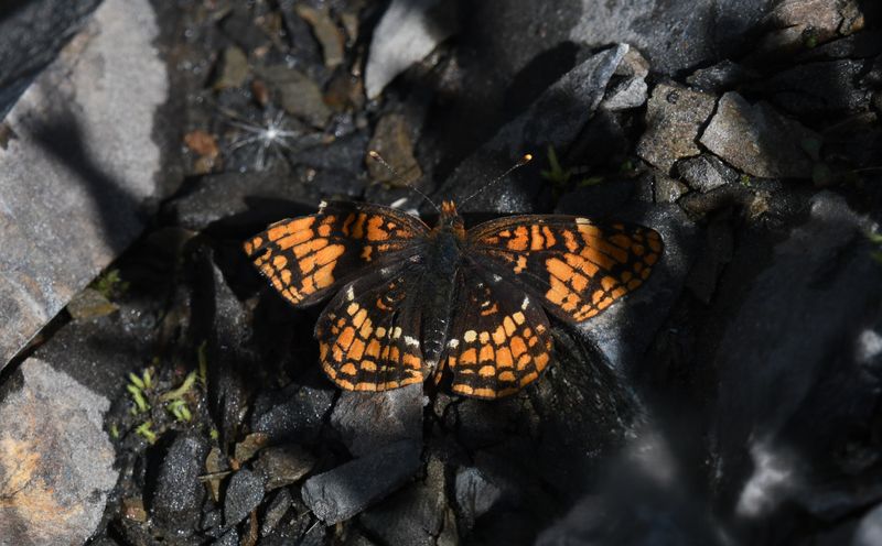 Hoffmann's Checkerspot: Chlosyne hoffmanni