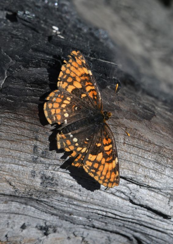 Hoffmann's Checkerspot: Chlosyne hoffmanni