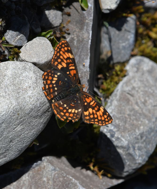 Hoffmann's Checkerspot: Chlosyne hoffmanni